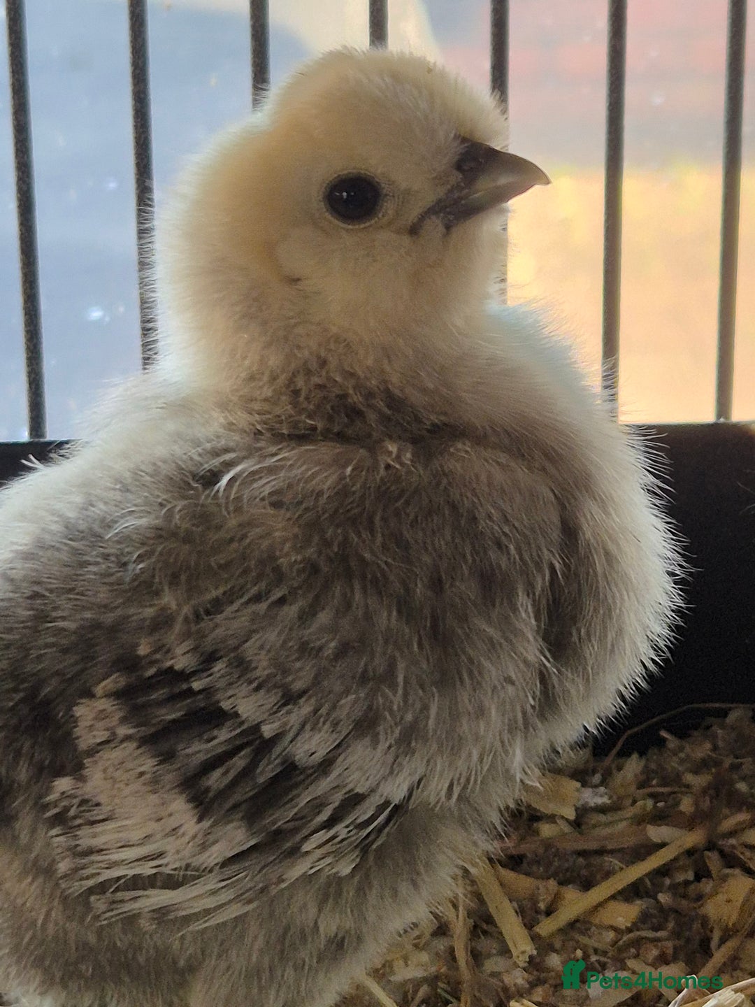 Chickens poultry for sale: Unsexed silkie chicks - Image 2