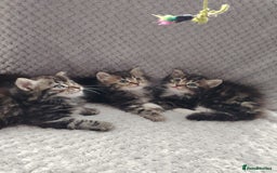 Norwegian Forest Cat cats for sale: Norwegian Forest kittens  - Image 5