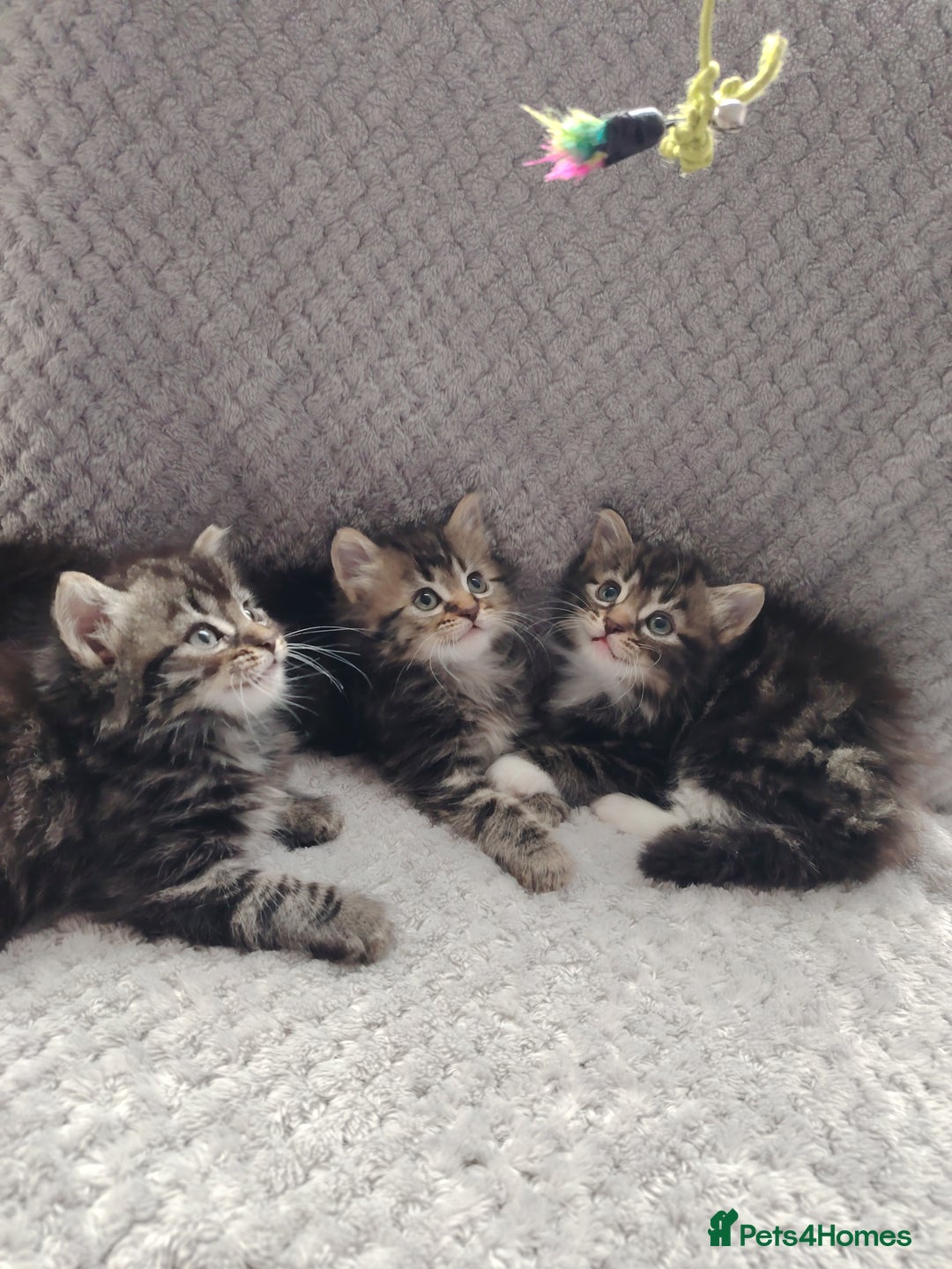 Norwegian Forest Cat cats for sale: Norwegian Forest kittens  - Image 5