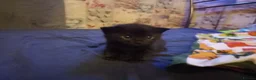 Mixed Breed cats for sale: Lovely 2 little ones  in Colchester - Advert 22