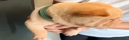 Shar Pei dogs for sale: Sharpei Puppies for sale  - Advert 27