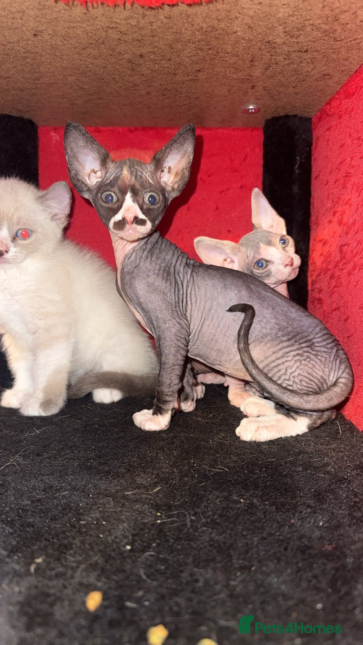 Mixed Breed cats Beautiful kittens ready to go now 💙 - Advert 4