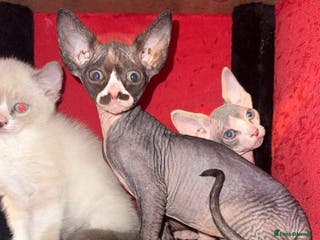 Mixed Breed cats Beautiful kittens ready to go now 💙 - Advert 4