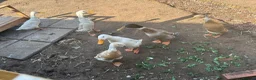 Ducks poultry for sale: Fertile runner duck eggs available  - Advert 3