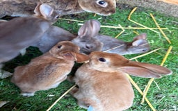 Rex rabbits for sale: Rex rabbits for sale - Image 12