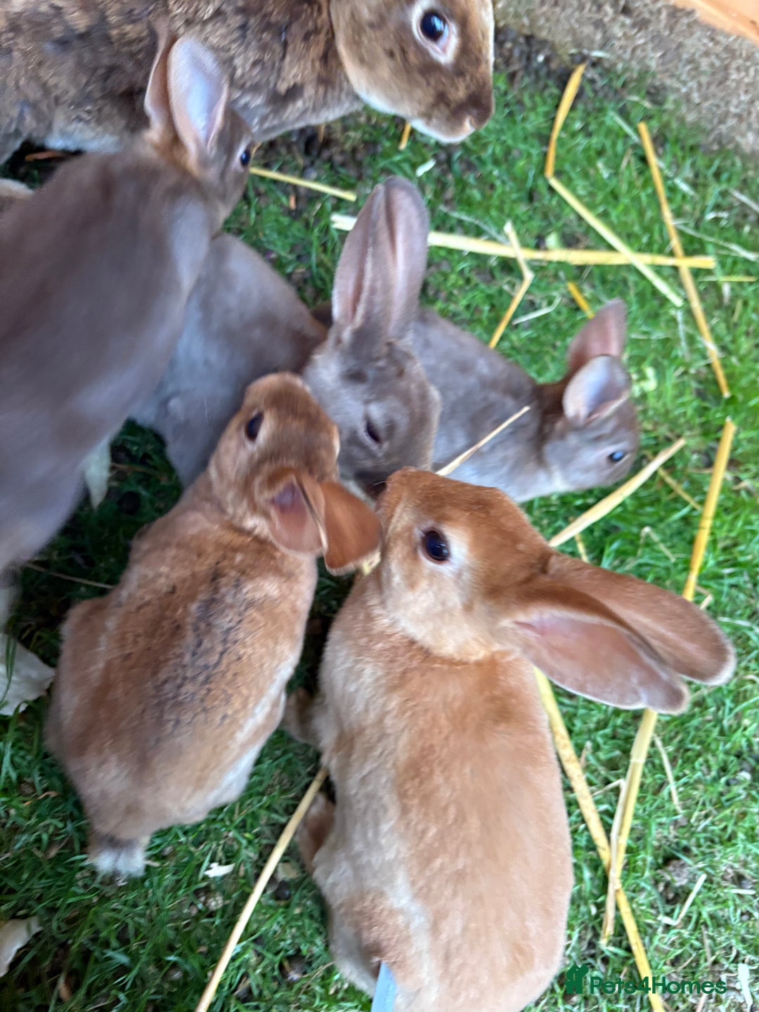 Rex rabbits for sale: Rex rabbits for sale - Image 12