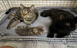 Mixed Breed cats for sale: Tabby Kitten - Image 7