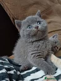 British Shorthair cats  adorable british shorthair  kittens - Advert 12