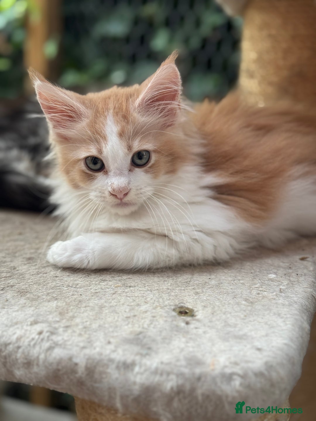 Maine Coon cats for sale: Gorgeous Pedigree Maine Coon Shaded Line Males - Image 7