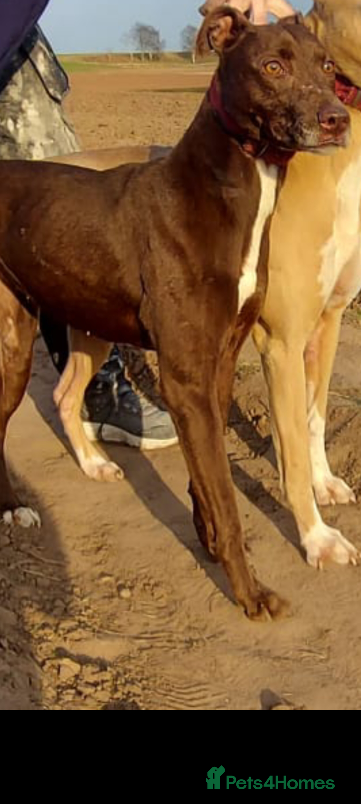 Lurcher dogs Lurcher puppies  - Advert 6