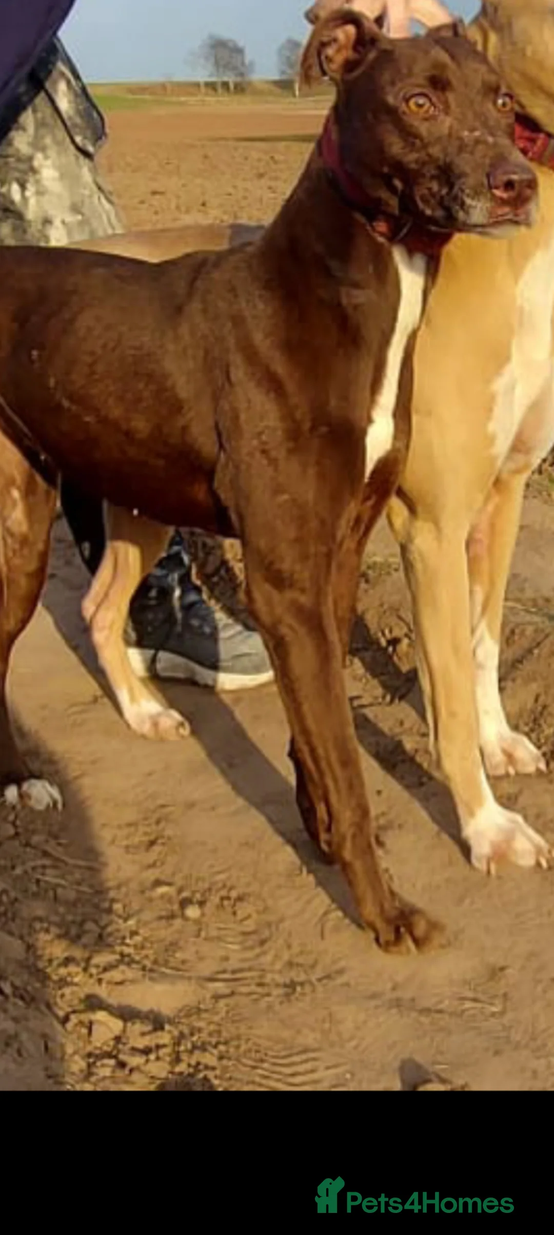 Lurcher dogs for sale: Lurcher puppies  in Northwich - Advert 1