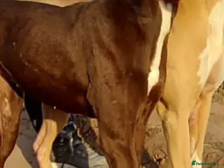 Lurcher dogs Lurcher puppies - Advert 16