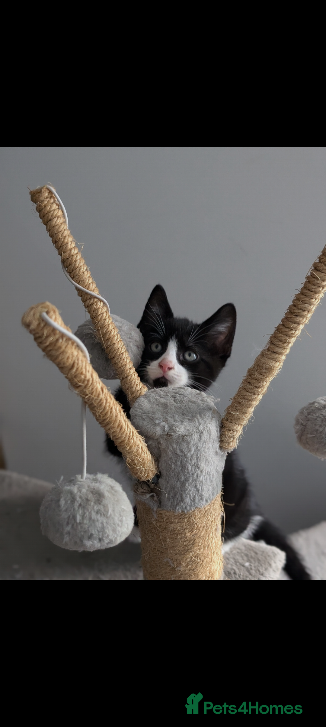 Mixed Breed cats for sale: Healthy kittens - READY NOW ( 8 weeks old )  - Image 5