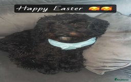 Cockapoo dogs for stud: Milo 1 year old F2 cockapoo - Image 10