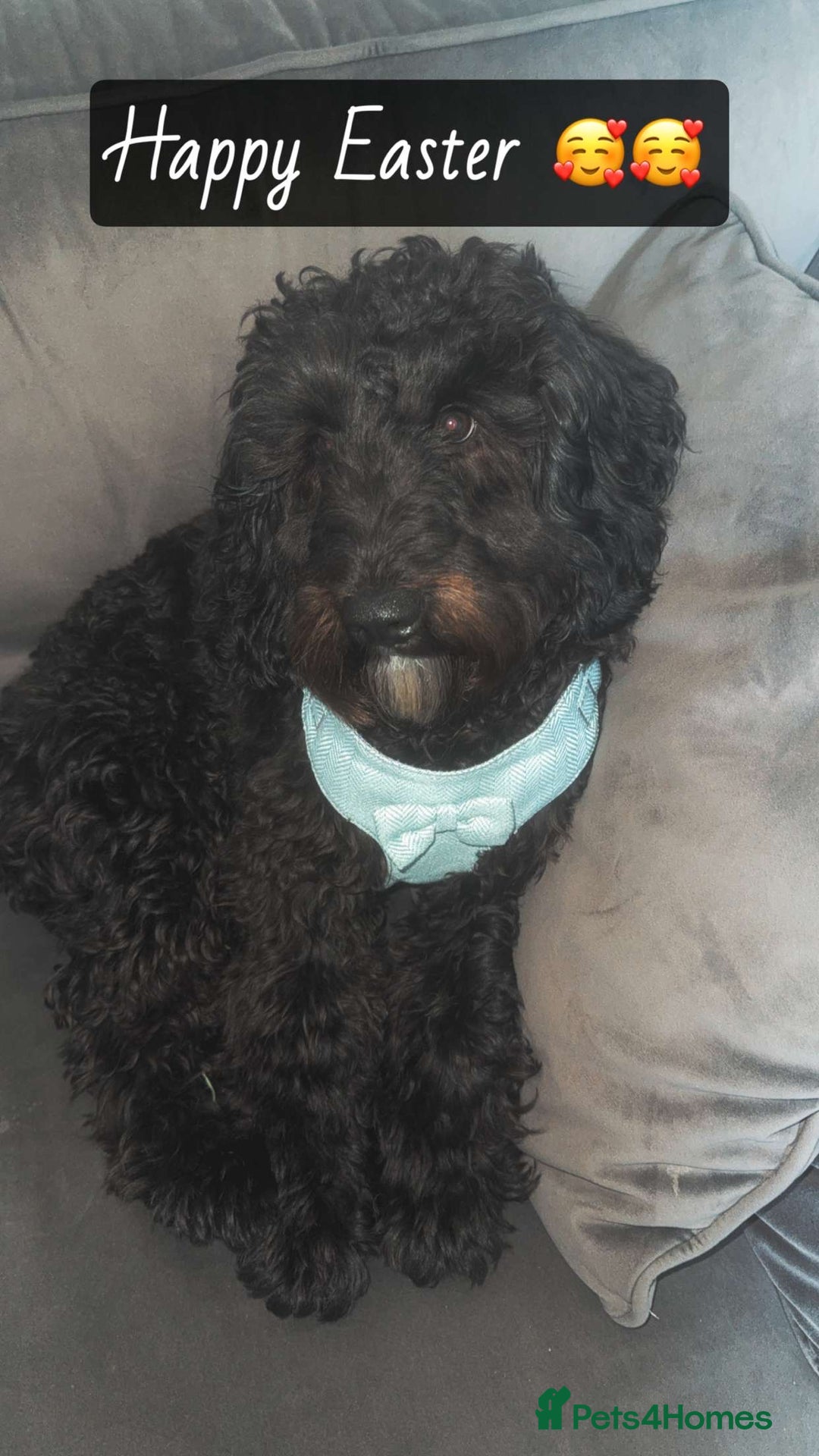 Cockapoo dogs for stud: Milo 1 year old F2 cockapoo - Image 10