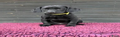  Puppy 4