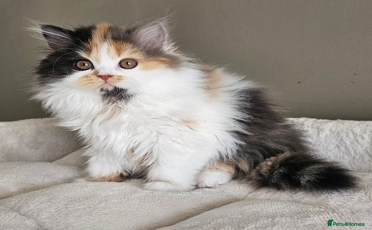 British Shorthair cats in Biggleswade - Advert 1