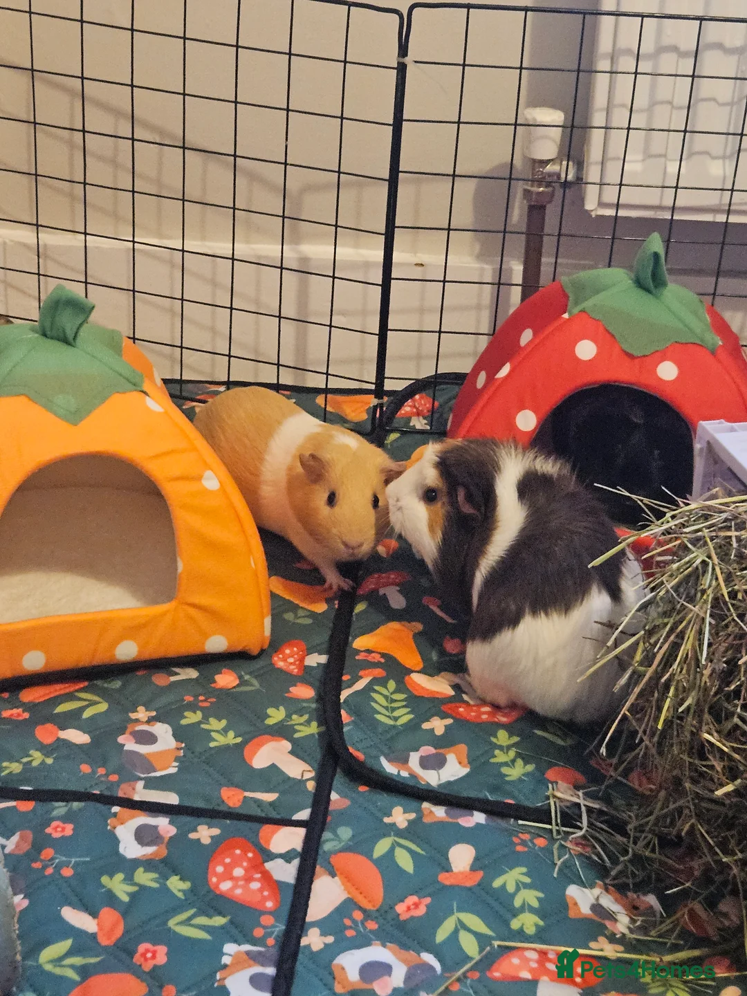 Guinea Pig rodents for sale: 3 babie girl guineapigs - Advert 2