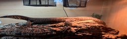 Monitor reptiles for sale: Argus monitor  - Advert 6