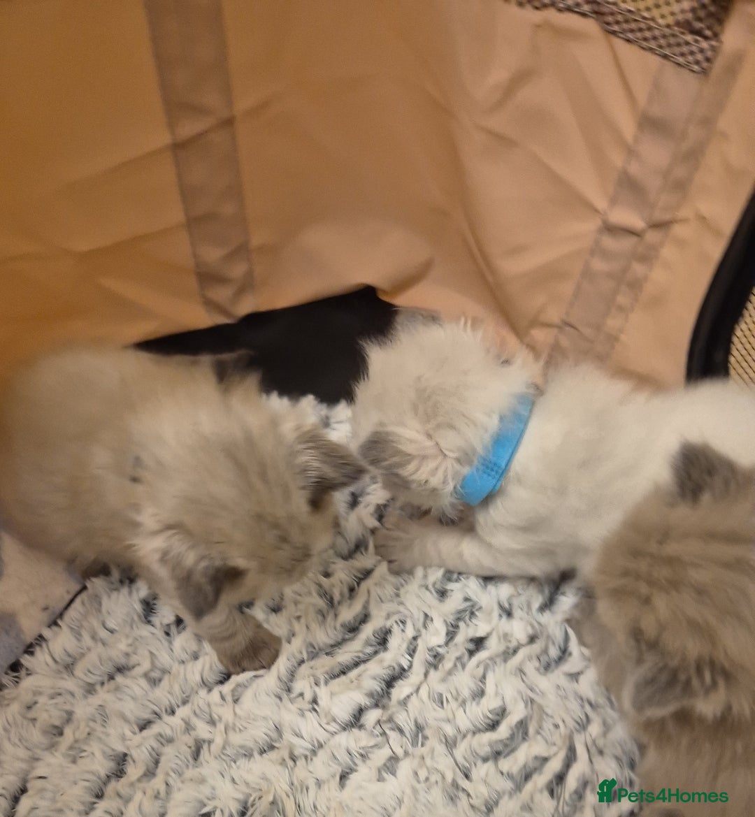 Ragdoll cats for sale: Beautiful ragdoll kittens  - Image 2