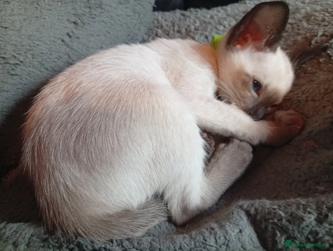 Siamese cats for sale: Gorgeous Siamese kittens!! - Advert 17