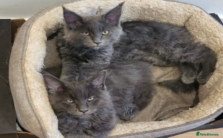Maine Coon cats - Advert 3