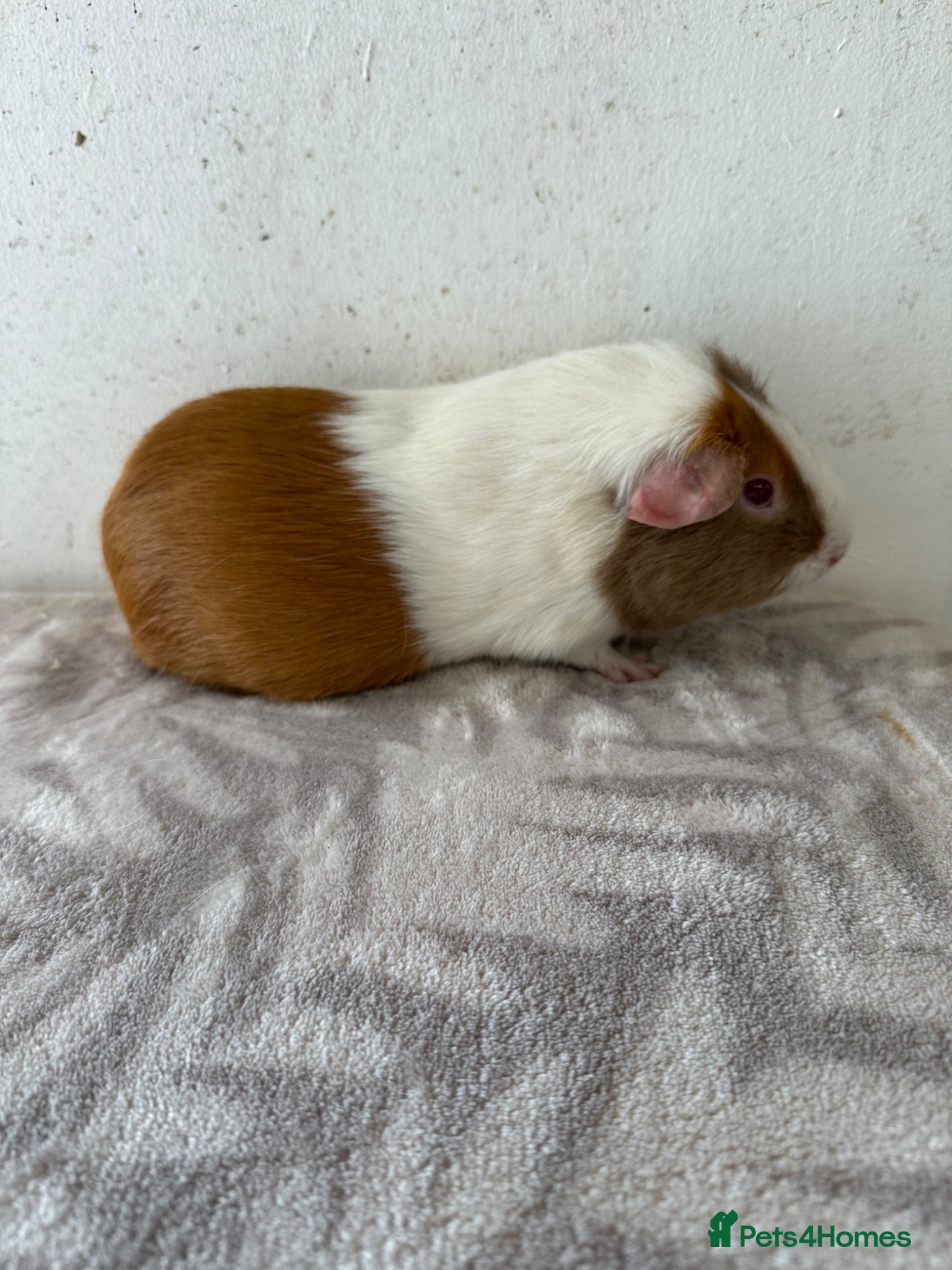 Guinea Pig rodents Female guinea pigs  - Advert 2