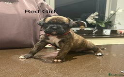 Boxer dogs for sale: Boxer Puppies  - Advert 9