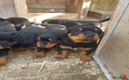 Rottweiler dogs for sale: Rottweiler pups for sale ready 8th oct pedigree   - Image 2