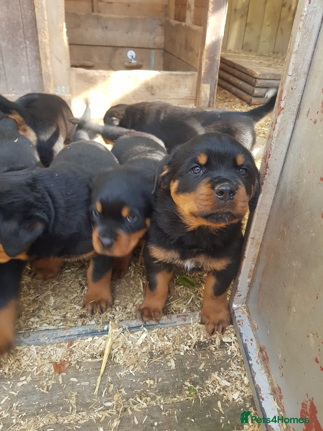 Rottweiler dogs for sale: Rottweiler pups for sale ready 8th oct pedigree   - Image 2