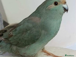 Parakeets birds - Advert 1