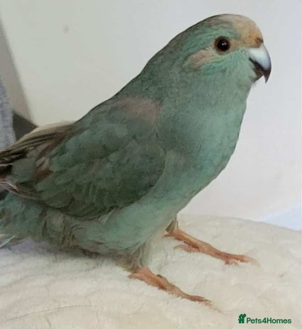Parakeets birds - Advert 2