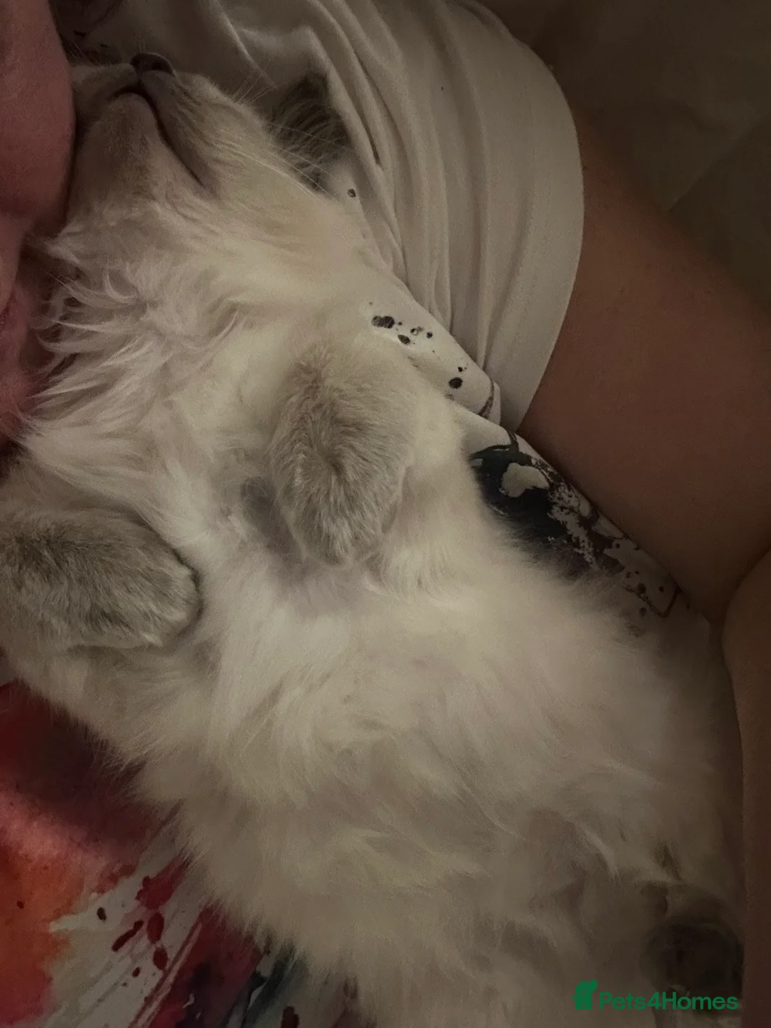 Ragdoll cats for sale: Ragdoll Kittens TICA 2 Boys Seal Blue  - Advert 10