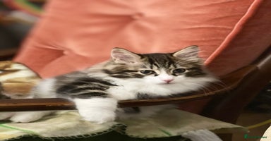 Kurilian Bobtail cats - Advert 15