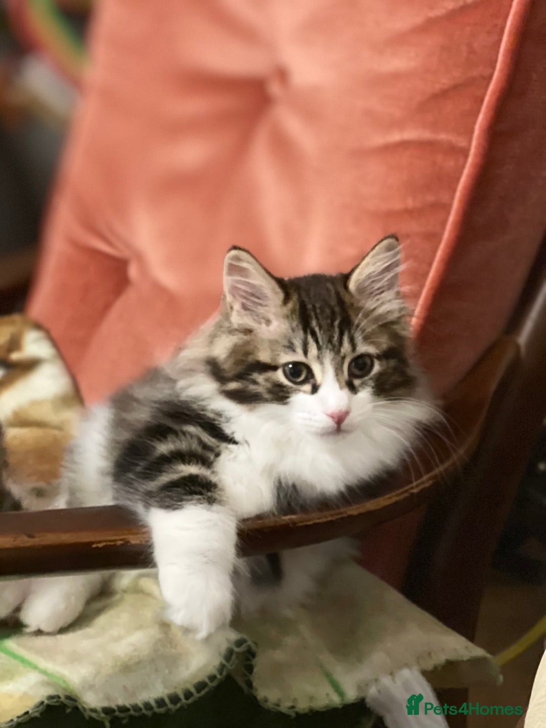 Kurilian Bobtail cats for sale: Reserved Kurilian Bobtail  kitten in spring  - Advert 2