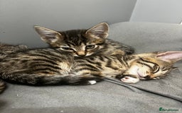 Bengal cats for sale: Bengals cross - Image 14
