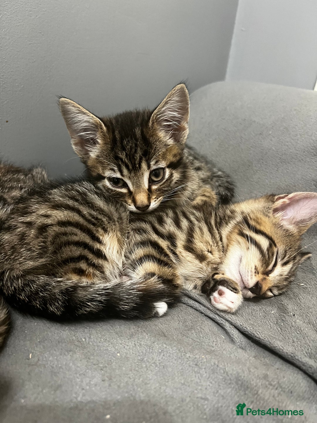 Bengal cats for sale: Bengals cross - Image 14