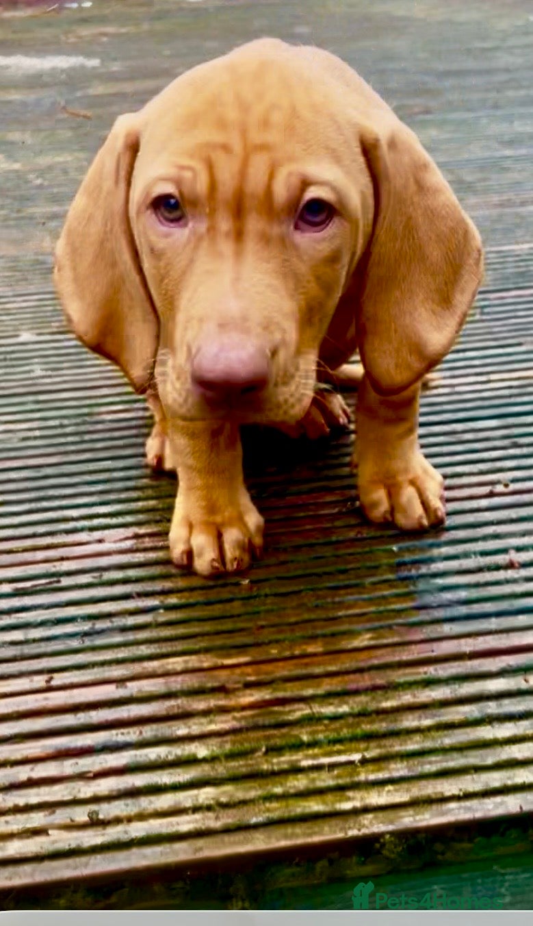 Hungarian Vizsla dogs Beautiful Chunky Purebread Vizsla’s !! 🐶🐶 - Advert 3