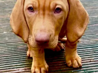Hungarian Vizsla dogs Beautiful Chunky Purebread Vizsla’s !! 🐶🐶 - Advert 3
