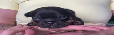 French Bulldog 1