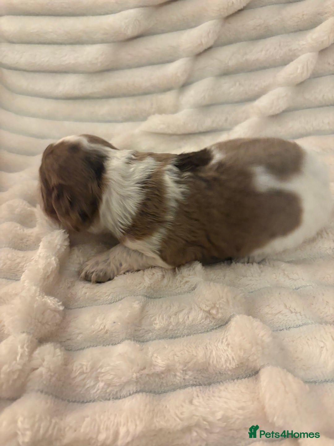 Cocker Spaniel dogs for sale: Cocker spaniel pups - Image 5