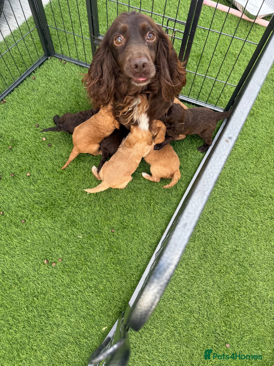 Cockapoo dogs for sale: Cockerpoo puppies - Image 3