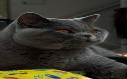 British Shorthair cats for sale: Chunky British Shorthair Blue Kittens 🐱💙 - Image 4