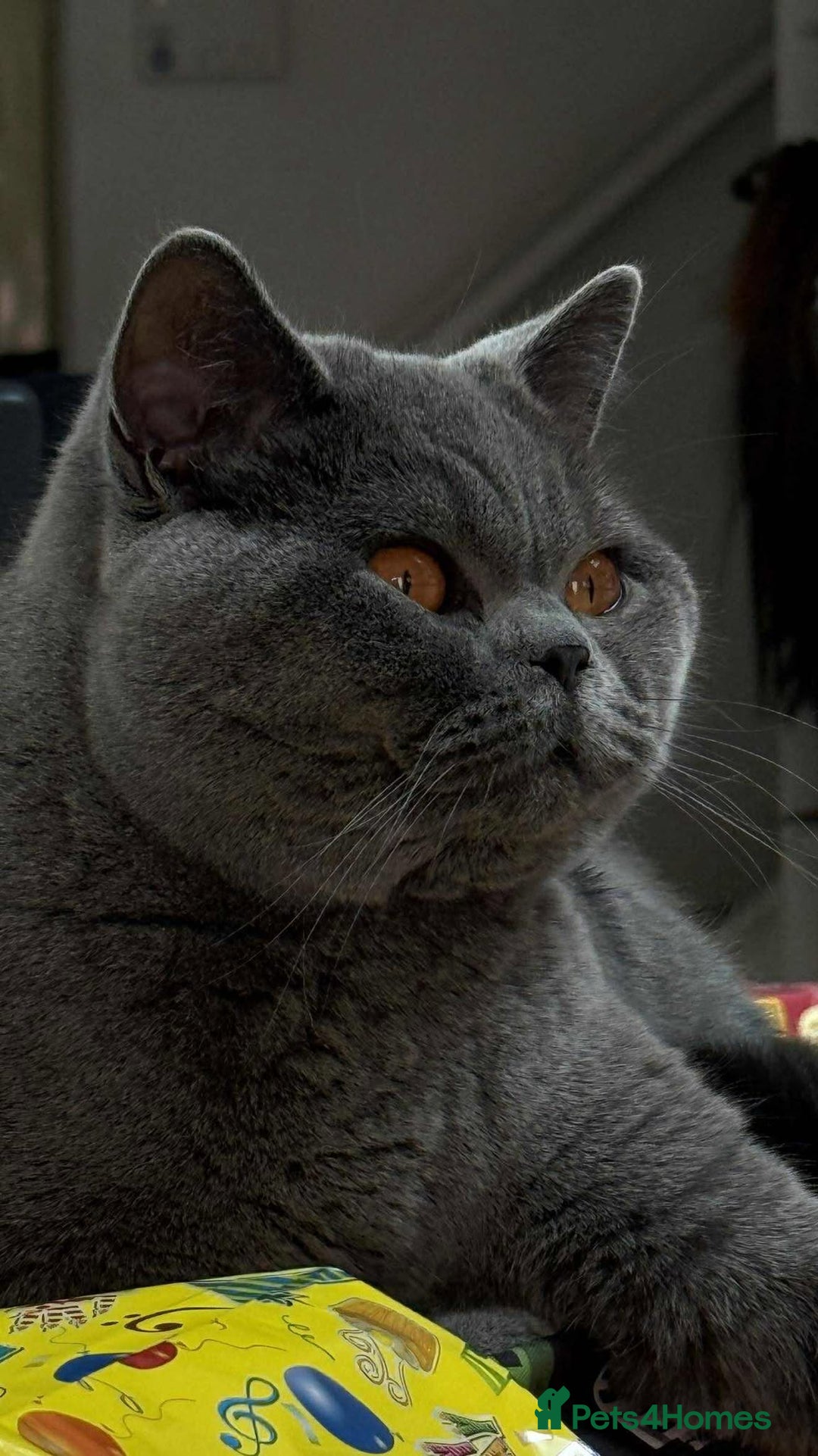 British Shorthair cats for sale: Chunky British Shorthair Blue Kittens 🐱💙 - Image 4