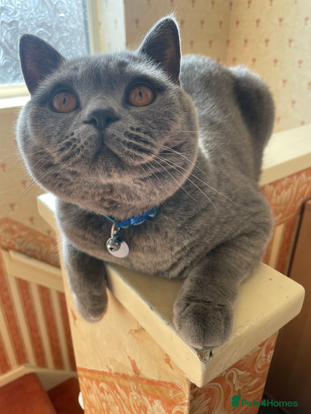 British Shorthair cats for sale: Blue British short hair  in Gloucester - Advert 4