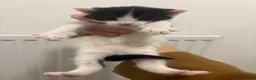 Mixed Breed cats for sale: Beautiful Black & White Kittens - Advert 3