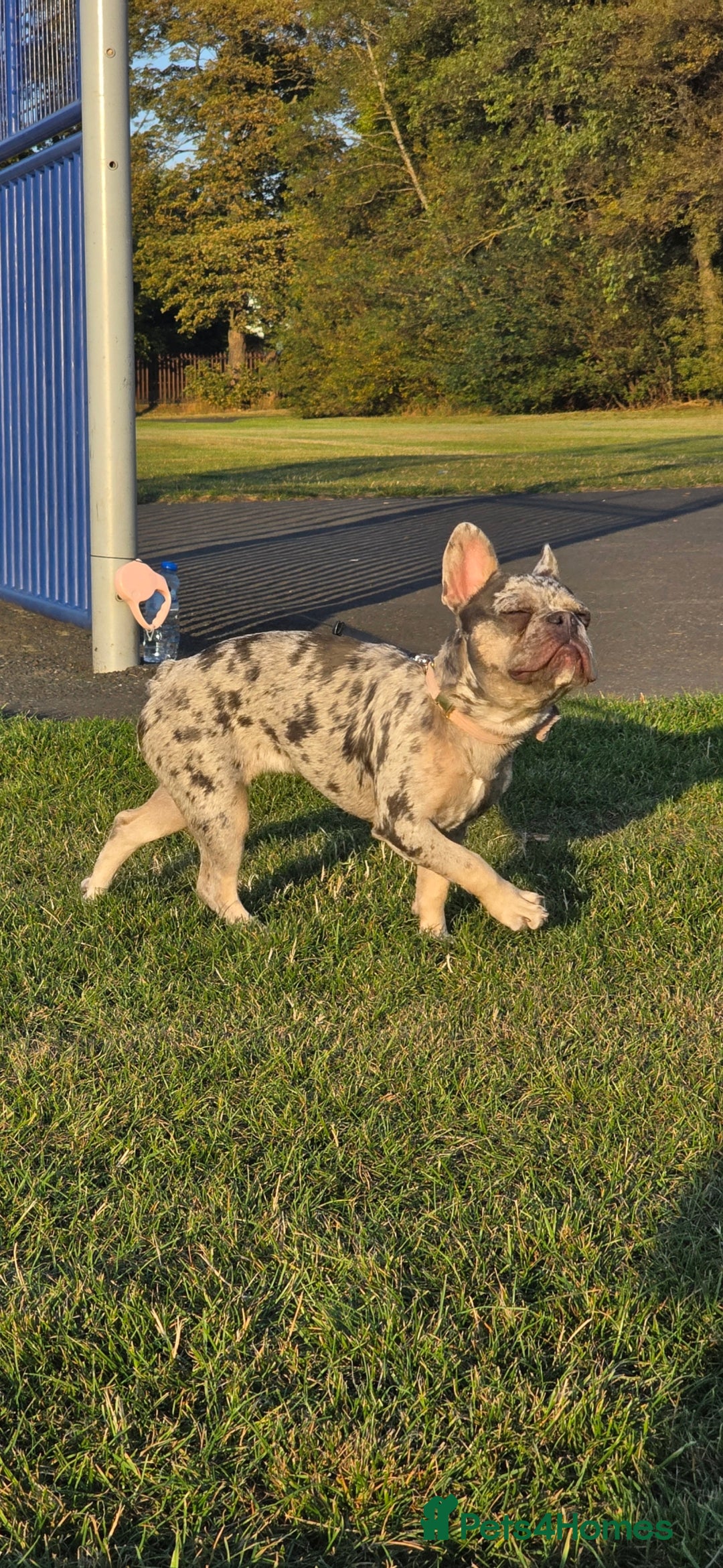 French Bulldog dogs for sale: Beautiful merle frenchie female  - Image 3