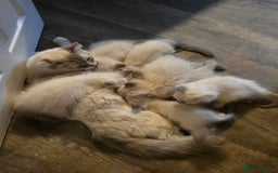Ragdoll cats for sale: Ready Now. Stunning GCCF Pure Bred Ragdoll kittens - Image 33