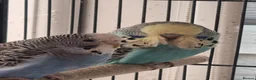 Budgerigars birds for sale: Baby budgies.  - Advert 7