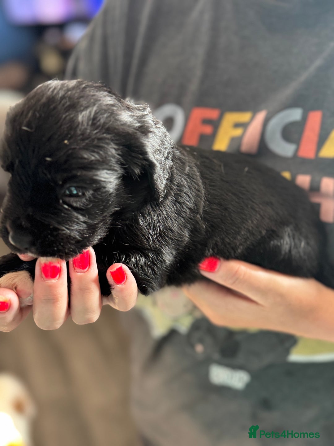 Mixed Breed dogs for sale: American bulldog (not bully) x cocker spaniel  - Image 2